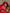 [Vin] SilkSilky-SE 19Momme Rent Silke Pillowcase Set 001